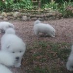 IMG-20181114-WA0070